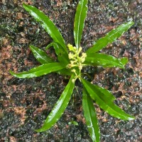 Malaxis thwaitesii Bennet